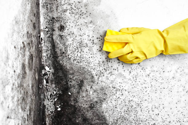 Best Health and Safety Mold Remediation in St David, AZ