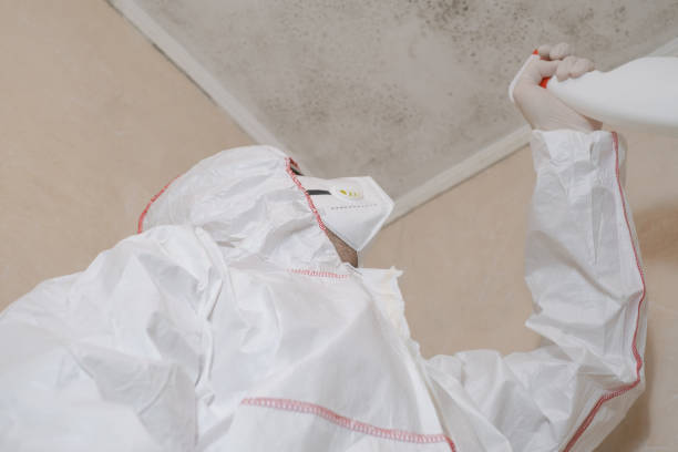Best Bathroom Mold Remediation in St David, AZ