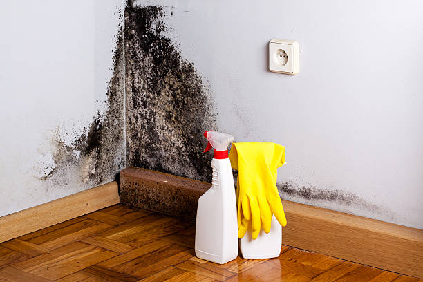 Best Mold Remediation for Schools in St David, AZ